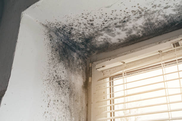 Affordable Commercial Mold Remediation solutions in Houtzdale, PA